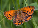 Dukaten-Feuerfalter - Lycaena virgaureae
