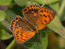 Dukaten-Feuerfalter - Lycaena virgaureae