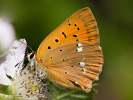 Dukaten-Feuerfalter - Lycaena virgaureae