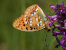 Feuriger Perlmutterfalter - Argynnis adippe