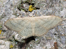 Žlutokřídlec hedvábitý - Idaea straminata