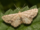 Žlutokřídlec měsíčkový - Idaea dimidiata