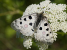 0609191216_MG_3990.jpg