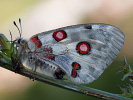 Apollofalter - Parnassius apollo