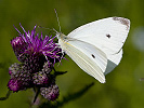 0609211531IMG_6049.jpg