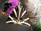 0609222647IMG_8166.jpg