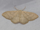 Žlutokřídlec hedvábitý - Idaea straminata