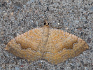 0810161002_MG_3566.jpg