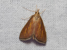 Zavíječ - Nascia cilialis