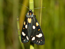 0907201100IMG_7634.jpg