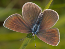 Rotklee-Bläuling - Cyaniris semiargus
