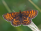Wachtelweizen-Scheckenfalter - Melitaea athalia