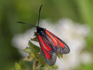 Platterbsen-Widderchen - Zygaena osterodensis