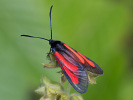 Platterbsen-Widderchen - Zygaena osterodensis