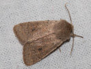 1004203338_MG_6048(Orthosia-cruda).jpg