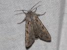 1004203338_MG_6074(Lithophane-ornitopus).jpg