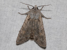 1004203338_MG_6082(Lithophane-ornitopus).jpg