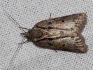 1004203338_MG_6096(Nycteola-revayana).jpg