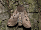 1004203338_MG_6118(Conistra-rubiginosa).jpg