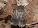 1004203338_MG_6128(Conistra-vaccinii).jpg
