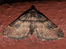 1004203338_MG_6147(Earophila-badiata).jpg