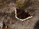 1004214213_MG_7585.jpg
