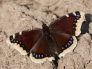 1004214213_MG_7729.jpg