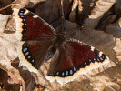 1004214213_MG_7778.jpg