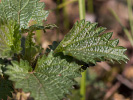 1004214213_MG_7819.jpg
