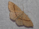 Očkovec rudopásný - Cyclophora quercimontaria