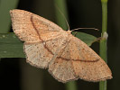 Očkovec rudopásný - Cyclophora quercimontaria