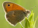100893311IMG_4736.jpg