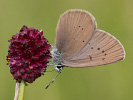 1009204705_MG_6655.jpg