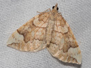 Píďalka osiková - Eulithis populata