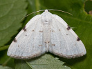 Tmavoskvrnáč dvouskvrnný - Lomographa bimaculata