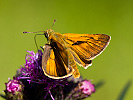 1109111916IMG_6783.jpg