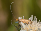 Adéla chrastavcová - Nemophora metallica