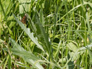 1206181930_MG_3485.jpg