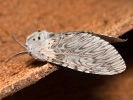 1206201157_MG_6274.jpg