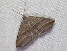 Šedice jívová - Colobochyla salicalis