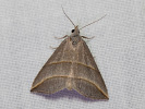 Šedice jívová - Colobochyla salicalis