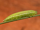 1206201157_MG_6420.jpg
