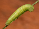 1206201157_MG_6436.jpg