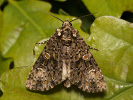 1206201157_MG_6478.jpg