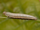 1206201157_MG_6550.jpg