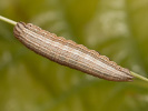 1206201157_MG_6555.jpg