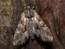 1206201157_MG_6641.jpg