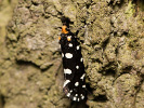 1206202754_MG_6664.jpg