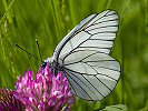 1206205922IMG_6727.jpg