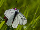 1206205922IMG_6865.jpg
